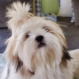 Lhasa Apsos from Mediano AKC Puppies