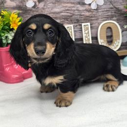 Jill - Black and cream female Dachshund puppy in Norwood, Missouri from Madra's Dashing Doxies