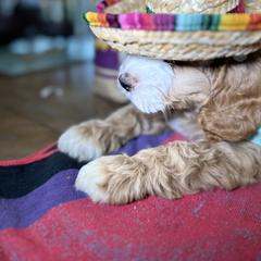 Assorted Doodle Crosses, Australian Labradoodle, Cavachon, and Cavapoo Puppies from Bark & Bramble Cavapoochons