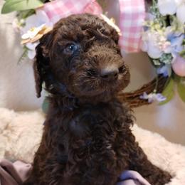 Lady Autumn Sinclair Pupperton - Cafe au lait female Poodle puppy in Midlothian, Texas from Pristine Puppies & Signature Studs