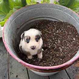 Ariat - Blue merle female Australian Shepherd puppy in Ridgeville, Indiana from McCord’s Standard Aussies