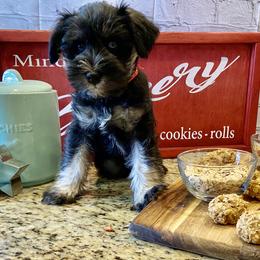 Miniature Schnauzer Puppies from Schnauzers on Robinson Lane