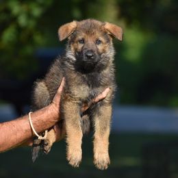 Tan - Sable male German Shepherd puppy in Cherryville, North Carolina from Masky Kennel