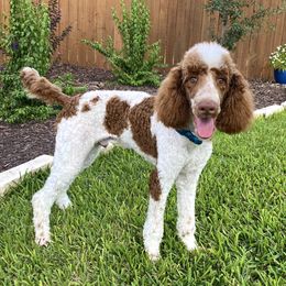 Poodle All Grown Up from Poodles of Pony Express