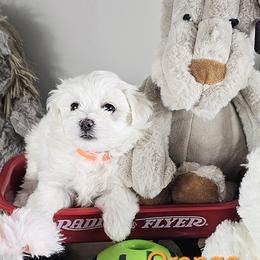 Orange Collar Girl - White female Maltese puppy in Guyton, Georgia from Fluff Town Puppies