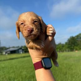 MWM2 cream or red - Cream male Dachshund puppy in Carthage, Texas from Rafter C Ranch Doxies