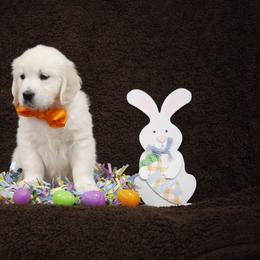 Golden Retriever Puppies from K & M Golden Retrievers