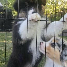 Australian Shepherd Puppies from Full Throttle Australian Shepherds
