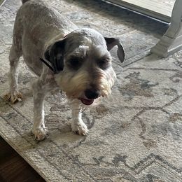 Muffin - Miniature Schnauzer