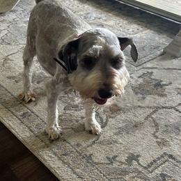 Muffin - Miniature Schnauzer