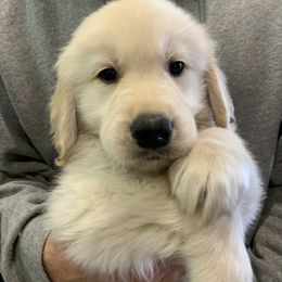 Boy 4 - Golden Retriever puppy in Michigan from Cider Ash Goldens