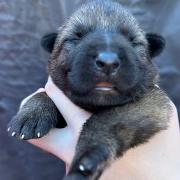 Exile - Sable male German Shepherd puppy in Lake Elsinore, California from MK-K9 L.L.C.