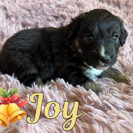 Joy - Black tri female Miniature Australian Shepherd puppy in Millington, Tennessee from Goading Glee Glade