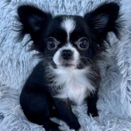 Chihuahuas from LeAnn’s Chihuahuas
