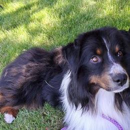 Peter - Miniature American Shepherd