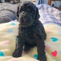 Red - Black female Poodle puppy in Big Rapids, Michigan from Meeker's Ridge Standard Poodles