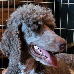 Leona - Poodle