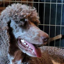 Leona - Poodle