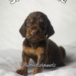 Snowflake - Liver and tan female Bloodhound puppy in Wamego, Kansas from Flint Hills Hounds