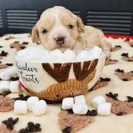 Malcolm - Cream male Cavapoo puppy in Piedmont, Oklahoma from Perdue Puppies