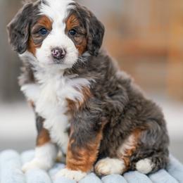 Gideon - Merle male Bernedoodle puppy in Dundee, Ohio from Down Home Doodle