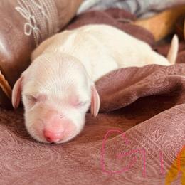 Yellow - Cream female Dachshund puppy in Cleburne, Texas from Powers English Springer Spaniels
