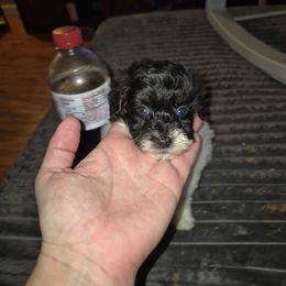 Max - Black & white male Maltipoo puppy in Sedro Woolley, Washington from Absher Ranch