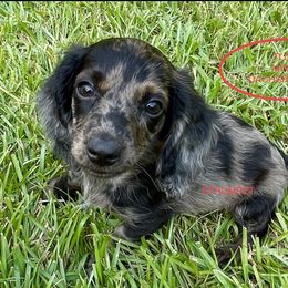 Dachshund Puppies from TLC Mini Dachshunds
