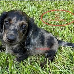 Dachshund Puppies from TLC Mini Dachshunds
