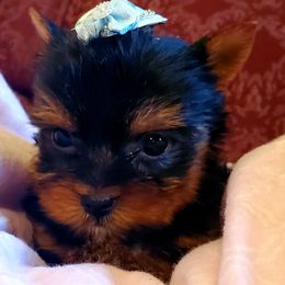 Yorkshire Terrier Puppies from LC YORKIES