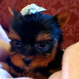 Yorkshire Terrier Puppies from LC YORKIES