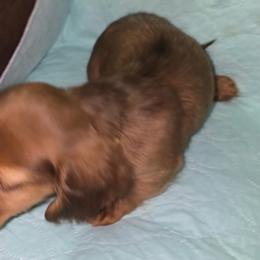 Chocolate based red boy - Red male Dachshund puppy in Jackson's Gap, Alabama from Lake Martin Doxies