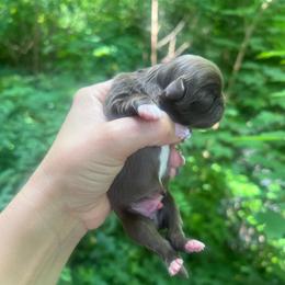 Chocolate Boy - Fawn male Pekingese puppy in Maggie Valley, North Carolina from Wild Flower Pekingese