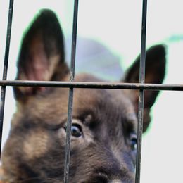 Belgian Malinois, Dutch Shepherd, and German Shepherd Puppies from Andy's Elite K9