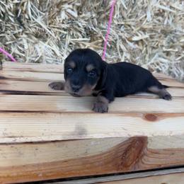 Girl 3 - Black and tan female Dachshund puppy in Enoch, Utah from Juniper Ridge Dachshunds