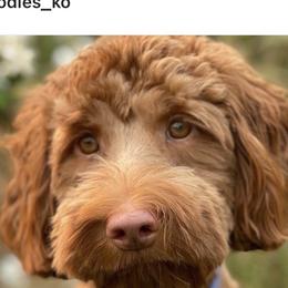 Australian Labradoodle and Labradoodle Puppies from Doodles_Ko