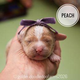 Peach - Apricot female Golden Aussiedoodle puppy in Hyrum, Utah from Goldendoodledoo Farms