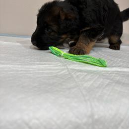 AKC Green Girl - Black and red female German Shepherd puppy in Bakersfield, California from Aguirre Farm