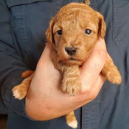 Cupcake Small Mini Poodle - Red  female Poodle puppy in Falcon, Missouri from Cedar House Heritage Poodles | AKC Toy & Miniature Poodle Puppies Raised in Home