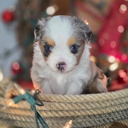 Blue merle 2 - Blue merle male Miniature Australian Shepherd puppy in Russellville, Alabama from Star B Cattle and Aussies