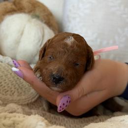 Coral - Red  female Goldendoodle puppy in Meridian, Idaho from Goldendoodle of Idaho