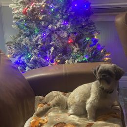 Shih Tzu puppies from Sassy Shih Tzu Puppies