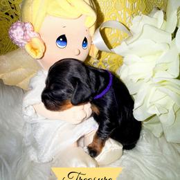 Treasure - Black and tan female Cavalier King Charles Spaniel puppy in Broken Arrow, Oklahoma from Cavalier King Charles Heartland