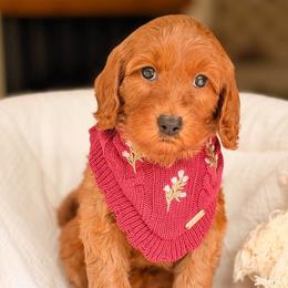 Jersey - Red  female Goldendoodle puppy in Hartwell, Georgia from BellaDoodles