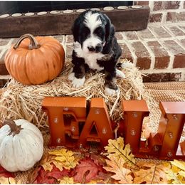 Bernedoodle Puppies from Black Barn Bernedoodles