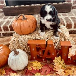 Bernedoodle Puppies from Black Barn Bernedoodles