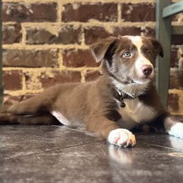 Border Collie Puppies from Three16 Ranch