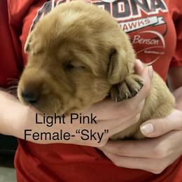 Girl 1 - Yellow female Labrador Retriever puppy in Eleva, Wisconsin from Dan's Labrador Retrievers