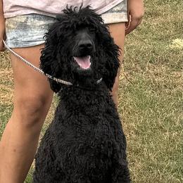 Blue - Poodle