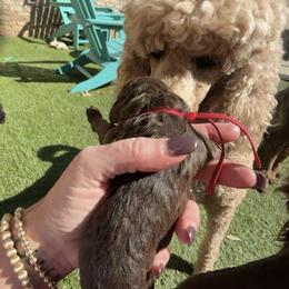 Poodle Puppies from Royal Dixie Poodles